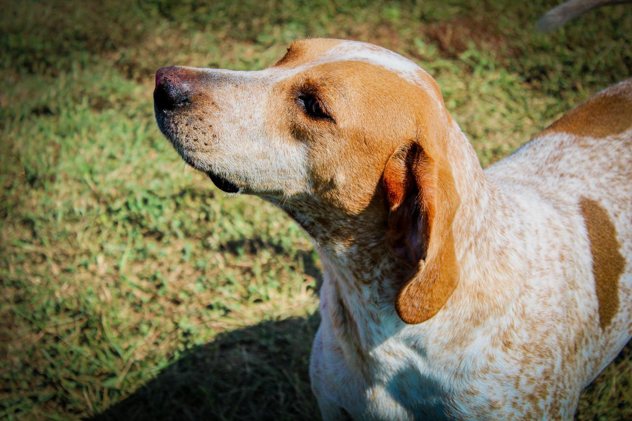 Enlarge Duke, an adopted English Coonhound in Sulphur, KY image 4/6