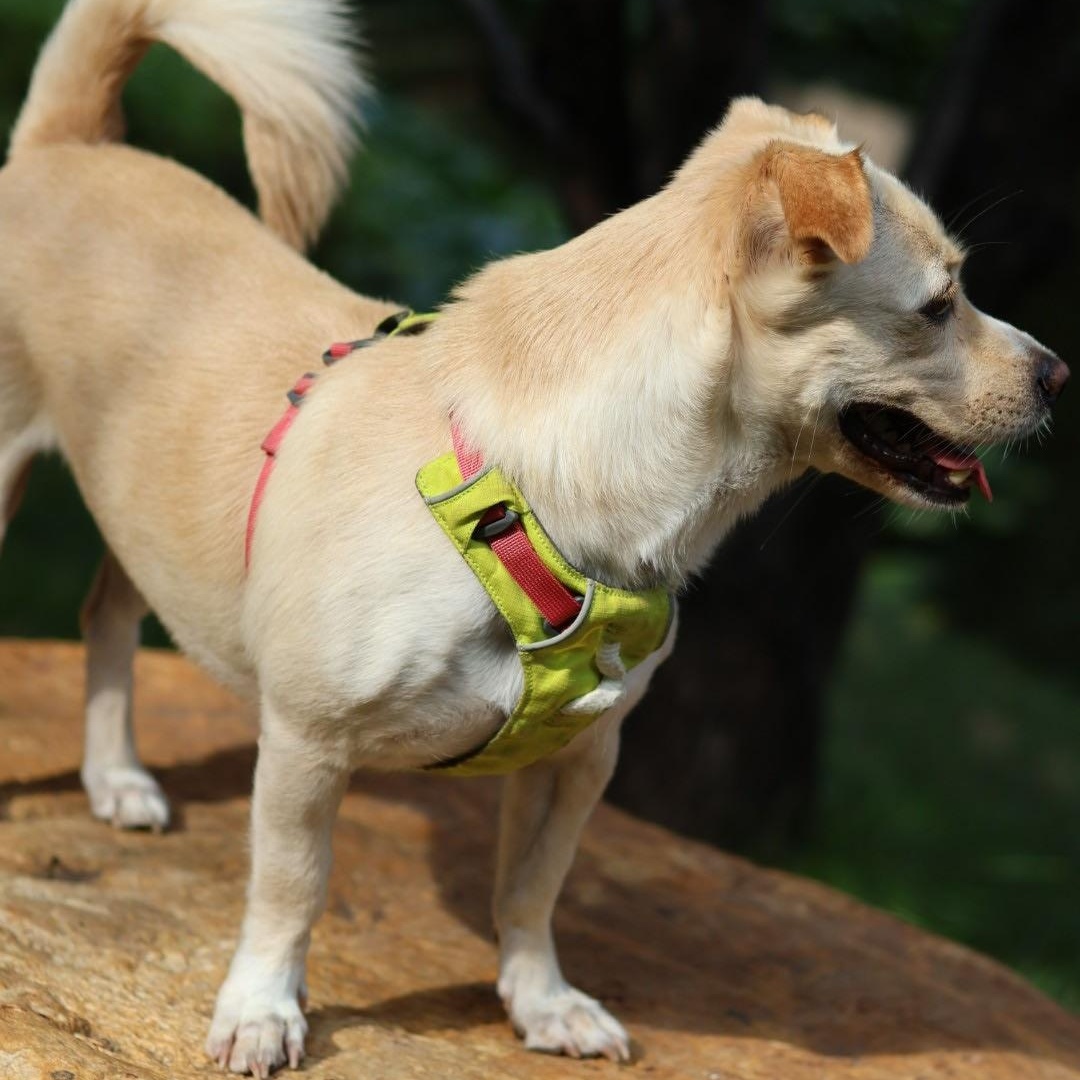 Enlarge Joy, a Adopted Mixed Breed in Markham, ON image 3/5