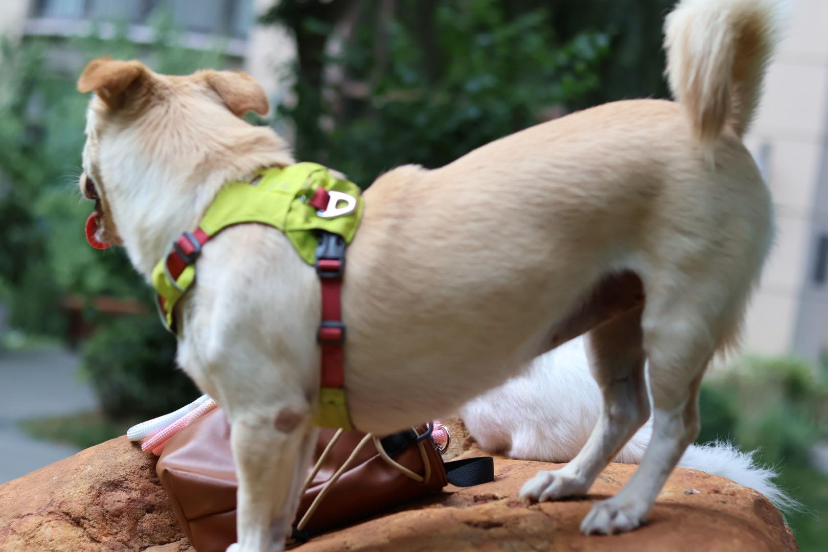 Enlarge Joy, a Adopted Mixed Breed in Markham, ON image 4/5