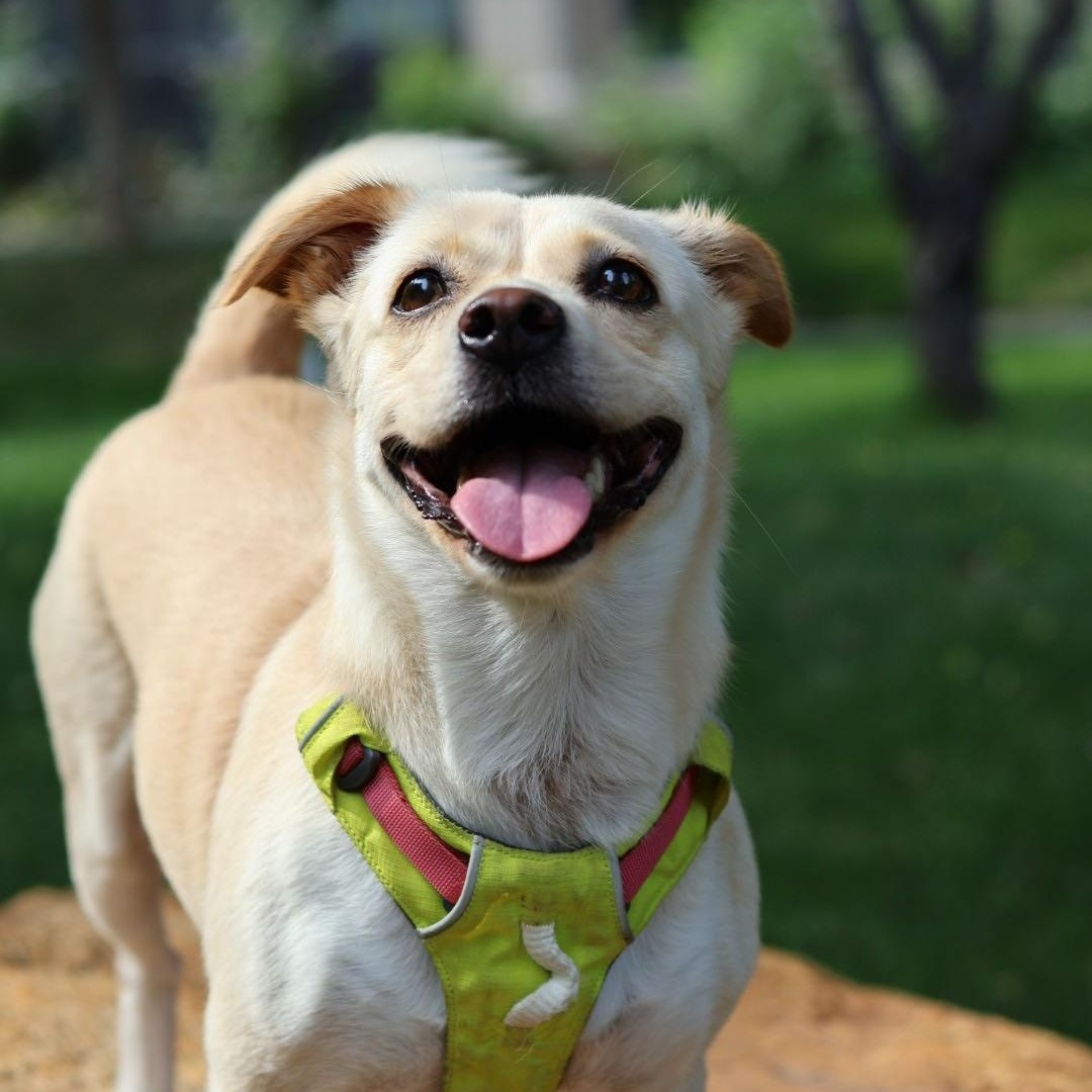 Enlarge Joy, a Adopted Mixed Breed in Markham, ON image 2/5