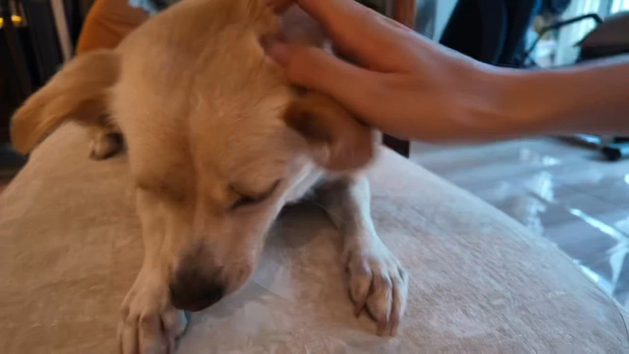 Enlarge Joy, a Adopted Mixed Breed in Markham, ON video 5/5