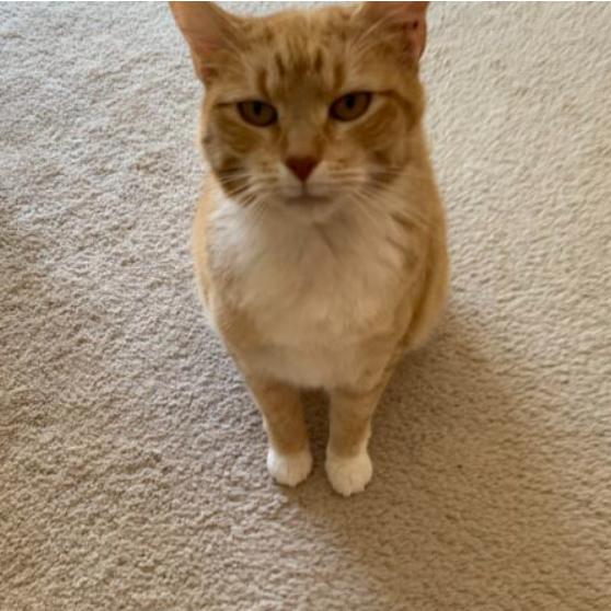 Enlarge Daffodil, a Adoptable Domestic Short Hair in Chapel Hill, NC image 2/2