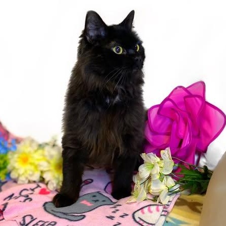 Enlarge BLACKBIRD (bonded w/Raven), a Adoptable Domestic Medium Hair in Graham, WA image 3/4