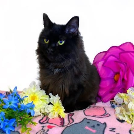 Enlarge BLACKBIRD (bonded w/Raven), a Adoptable Domestic Medium Hair in Graham, WA image 2/4