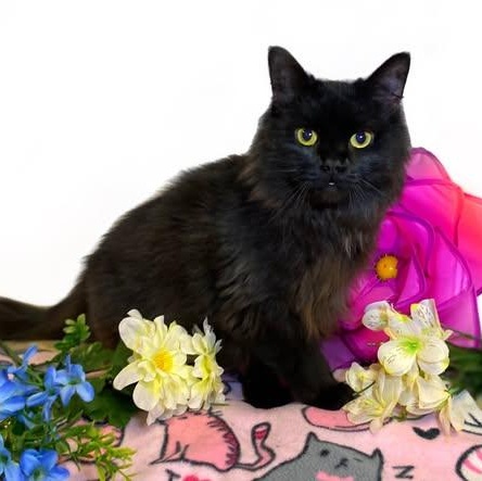 Enlarge BLACKBIRD (bonded w/Raven), a Adoptable Domestic Medium Hair in Graham, WA image 1/4