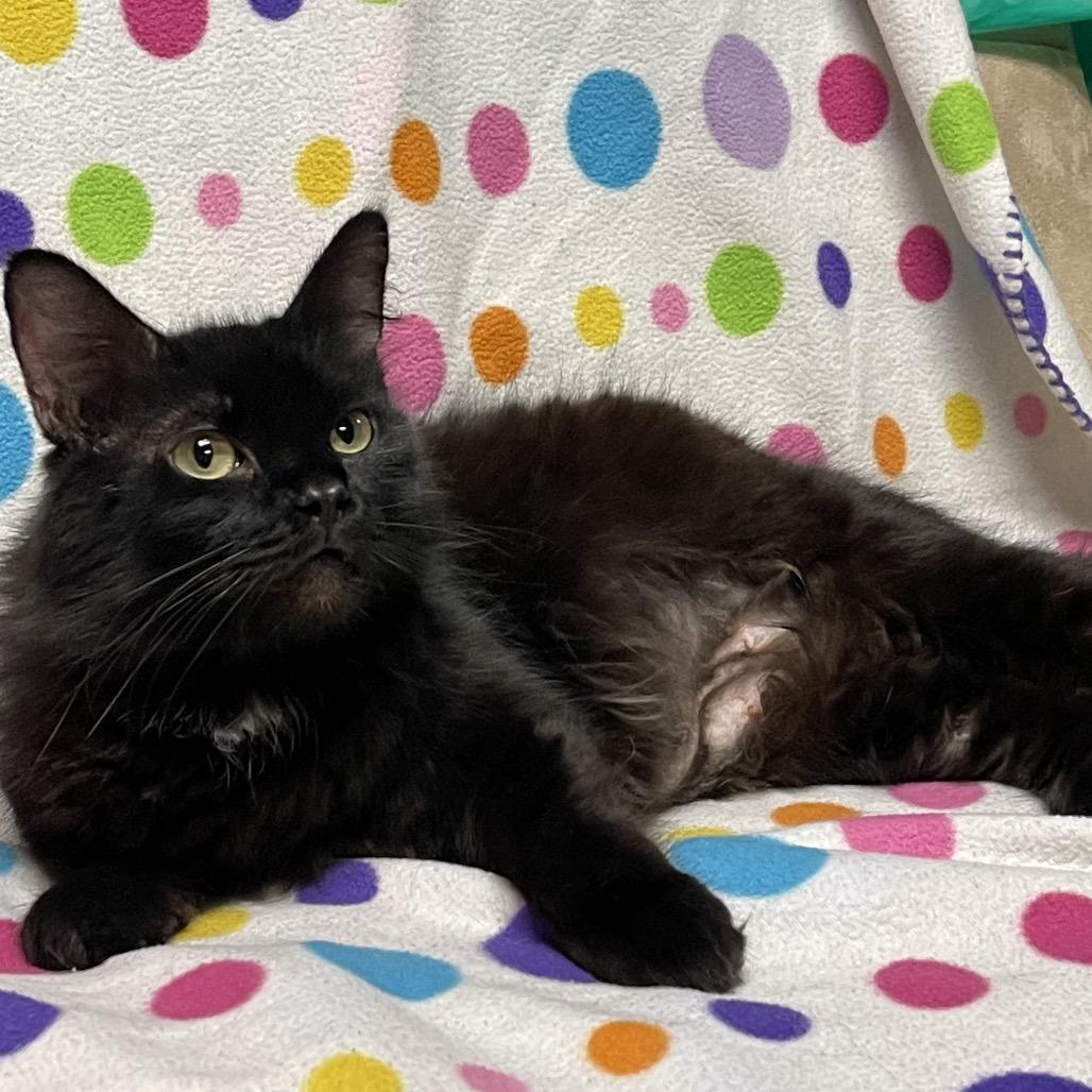 BLACKBIRD (bonded w/Raven)