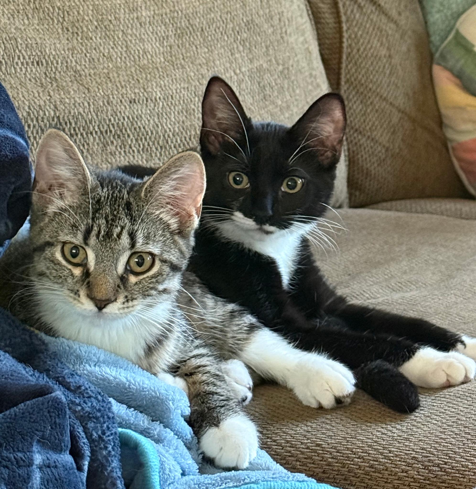 Kiara, a Adopted Domestic Medium Hair in Asbury Park, NJ image 2/5