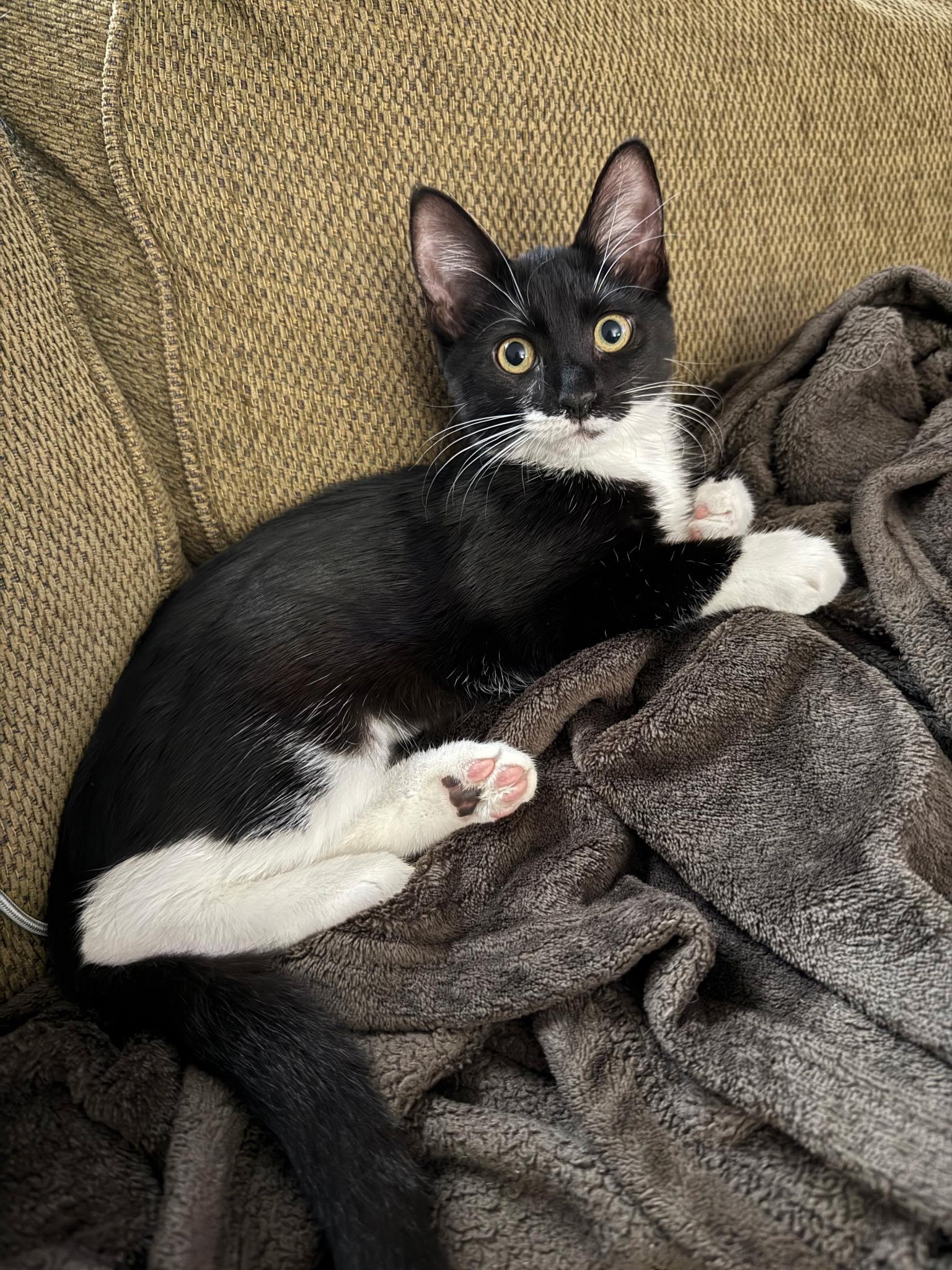 Kiara, a Adopted Domestic Medium Hair in Asbury Park, NJ image 3/5