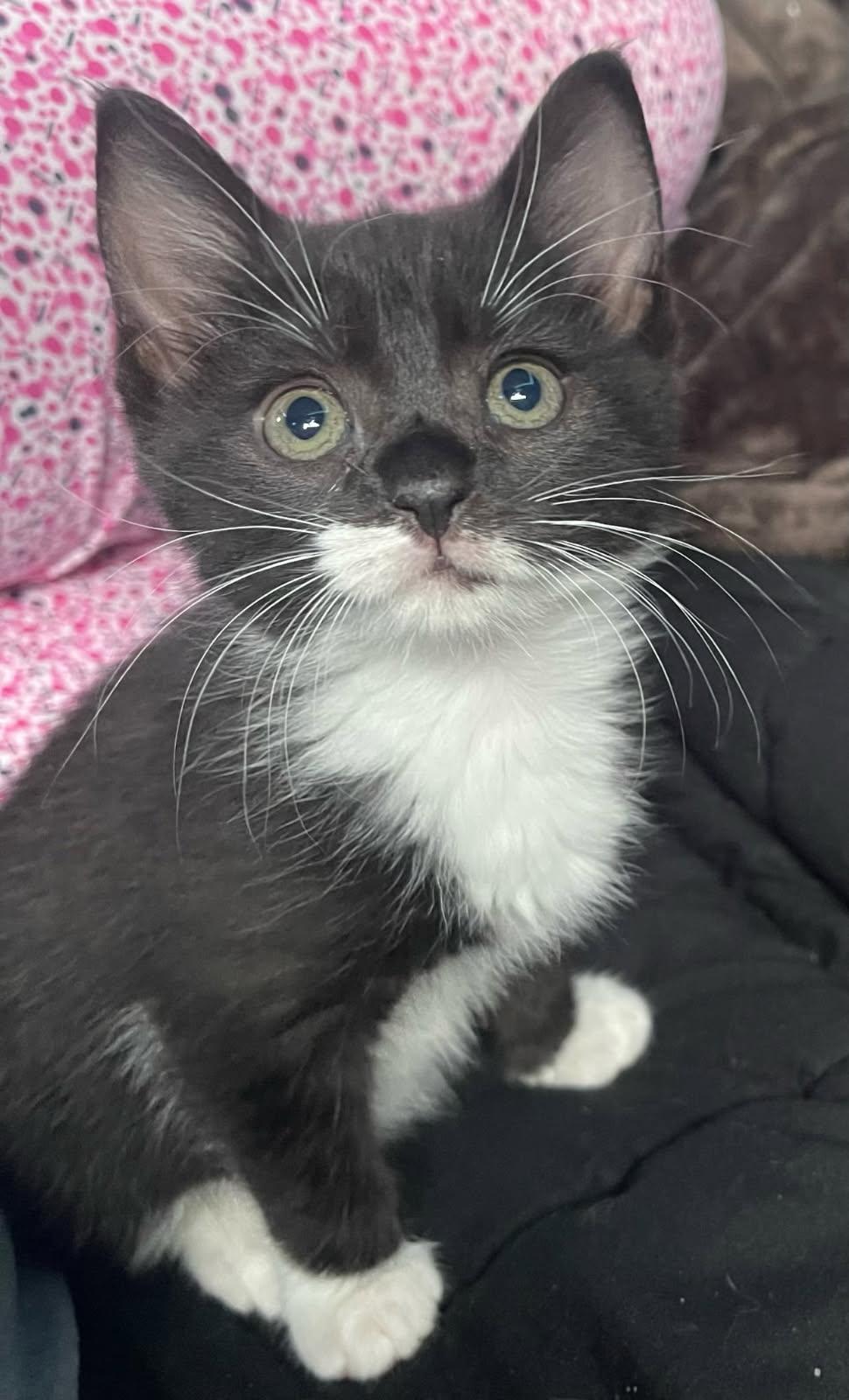 Kiara, a Adopted Domestic Medium Hair in Asbury Park, NJ image 4/5