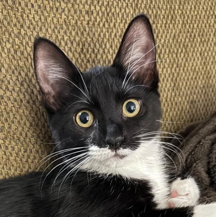 Kiara, Adopted, Kitten Female Domestic Medium Hair.