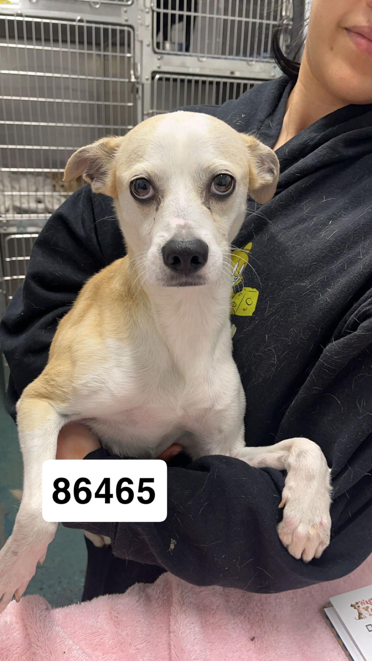 Enlarge Fran, a Adoptable Terrier in Chico, CA image 1/3
