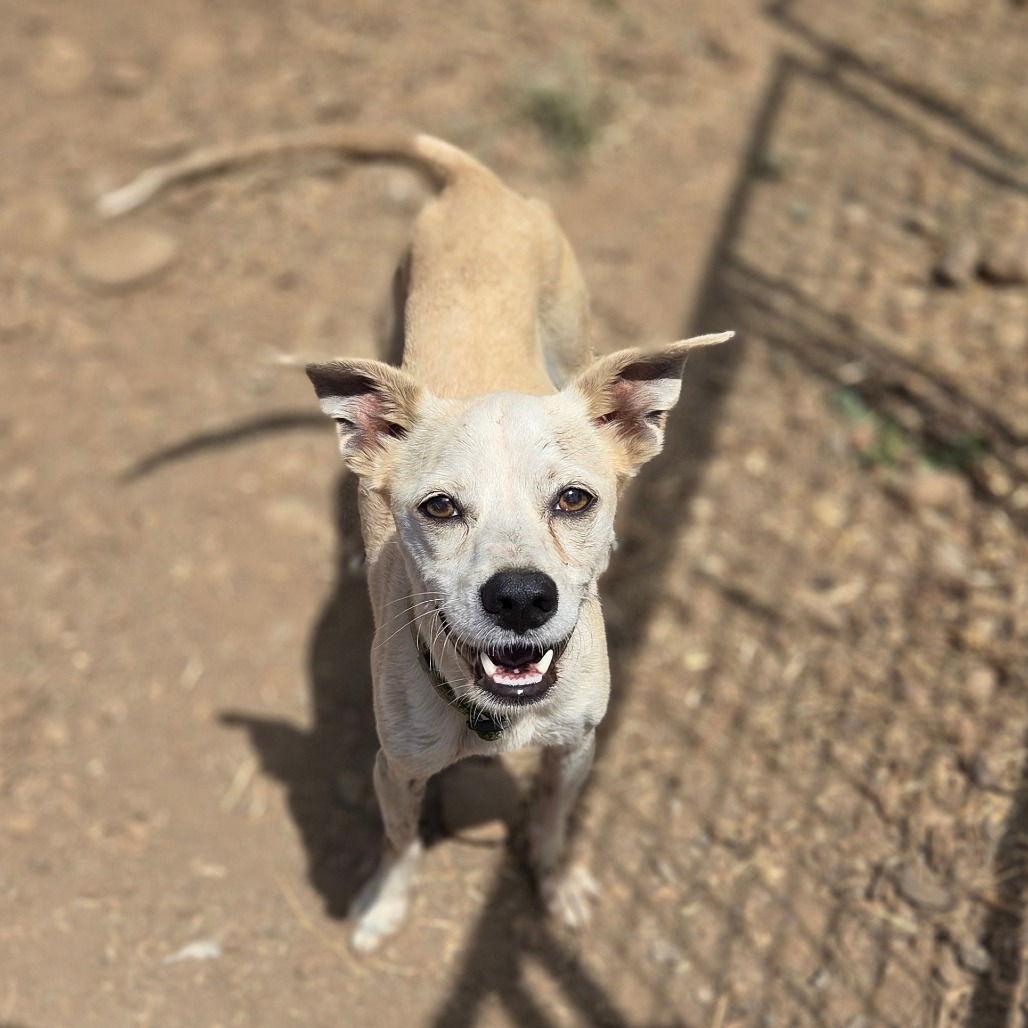 Fran, Adoptable, Adult Male Terrier.