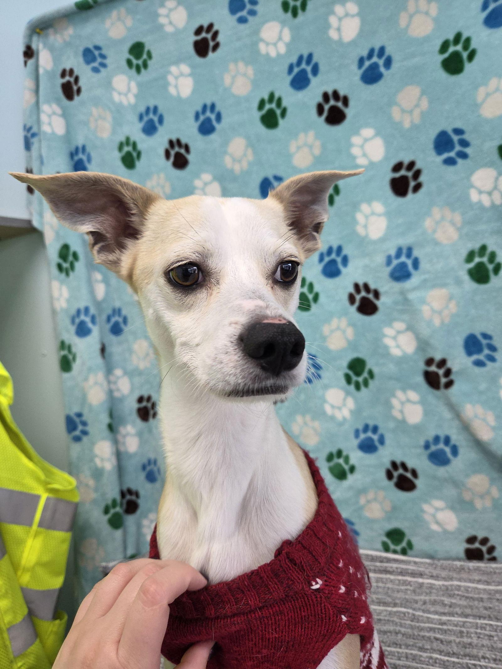 Enlarge Fran, a Adoptable Terrier in Chico, CA image 3/3