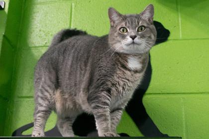 Tina, Adoptable, Adult Female Domestic Short Hair & Domestic Short Hair.