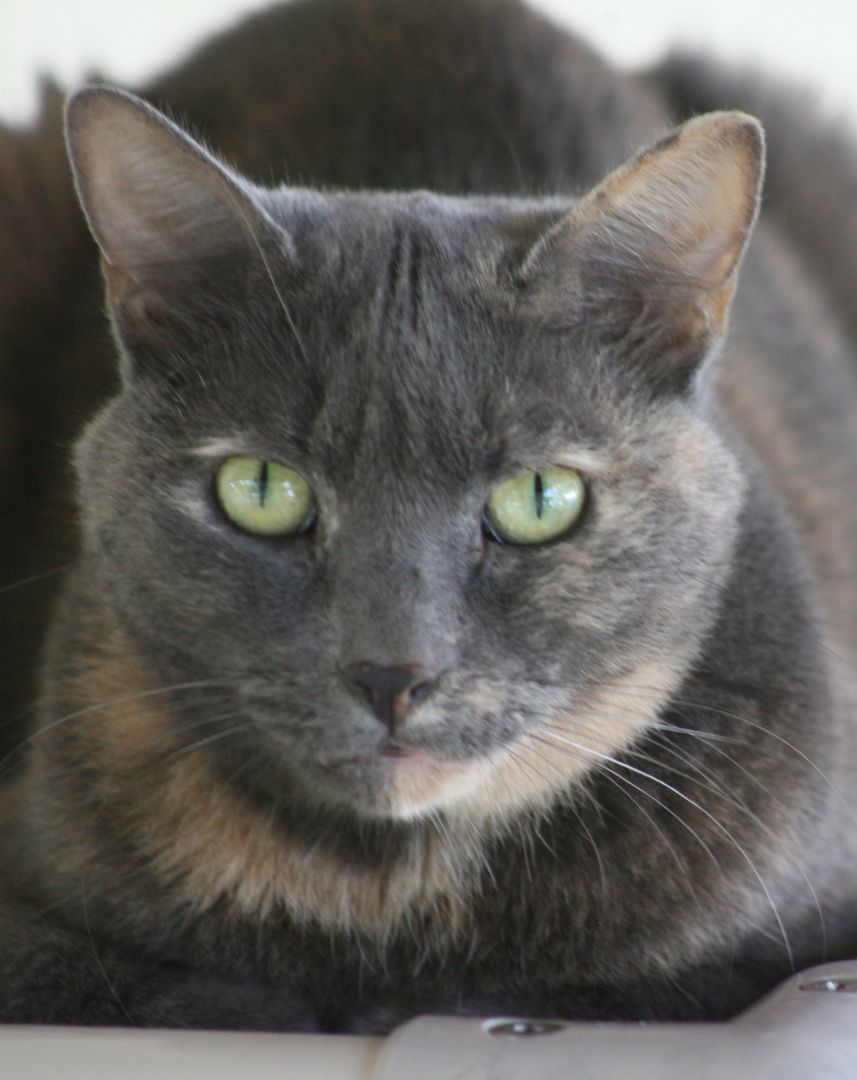 Blueberry, Senior Female unknown