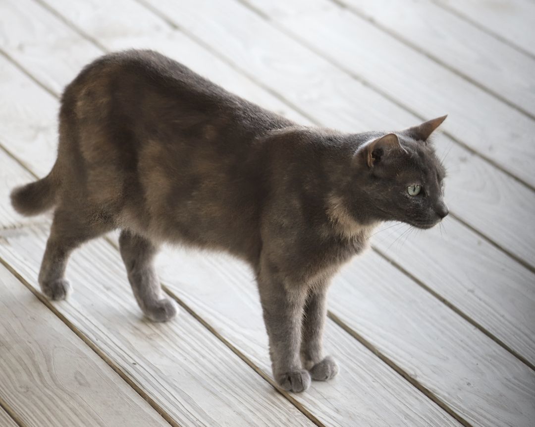 Blueberry, a Adoptable mixed breed in North Fort Myers, FL image 2/5