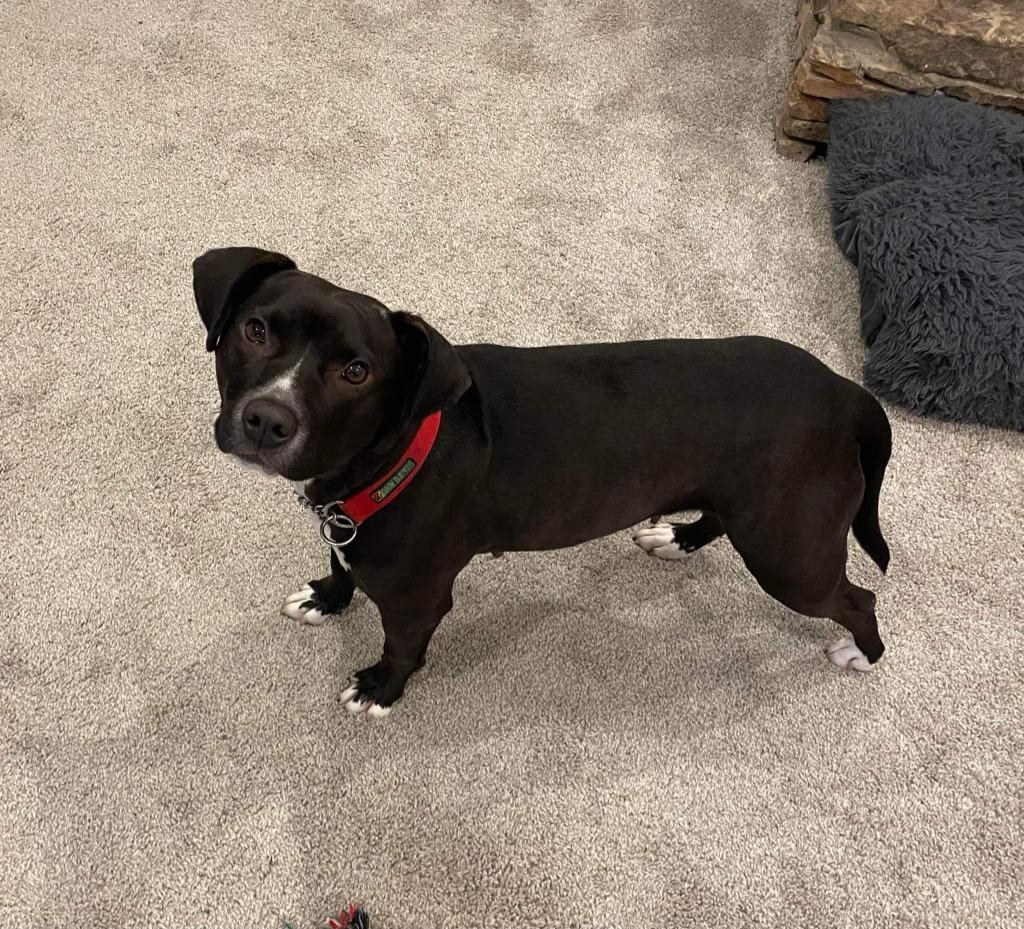 Enlarge Bella, a Adoptable mixed breed in Buford, GA image 1/5