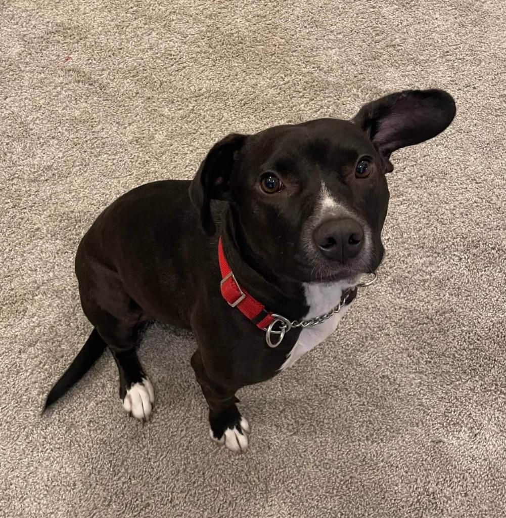 Enlarge Bella, a Adoptable mixed breed in Buford, GA image 2/5