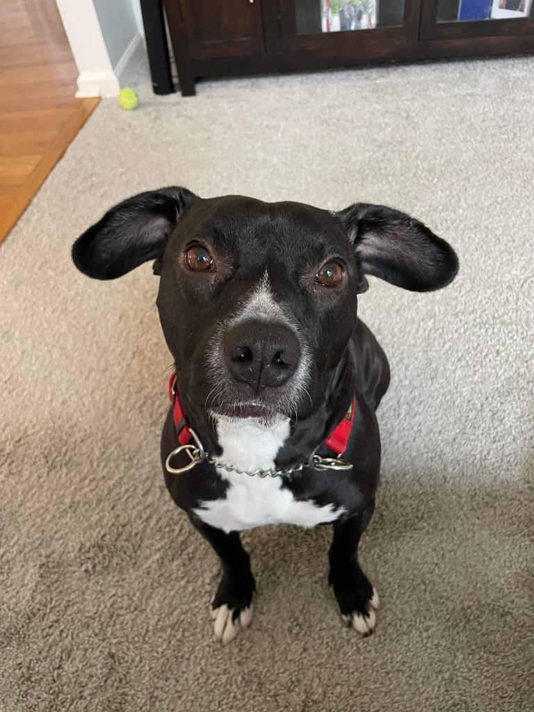 Enlarge Bella, a Adoptable mixed breed in Buford, GA image 4/5