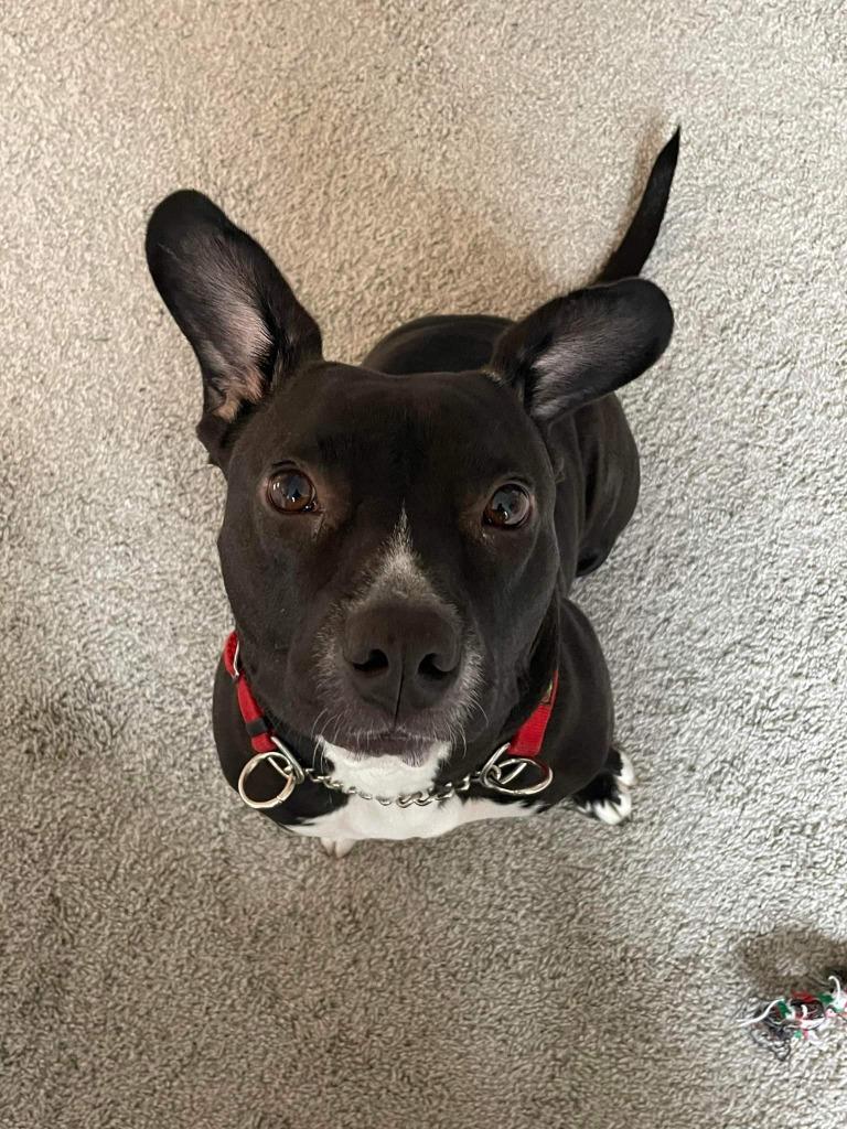 Enlarge Bella, a Adoptable mixed breed in Buford, GA image 4/5