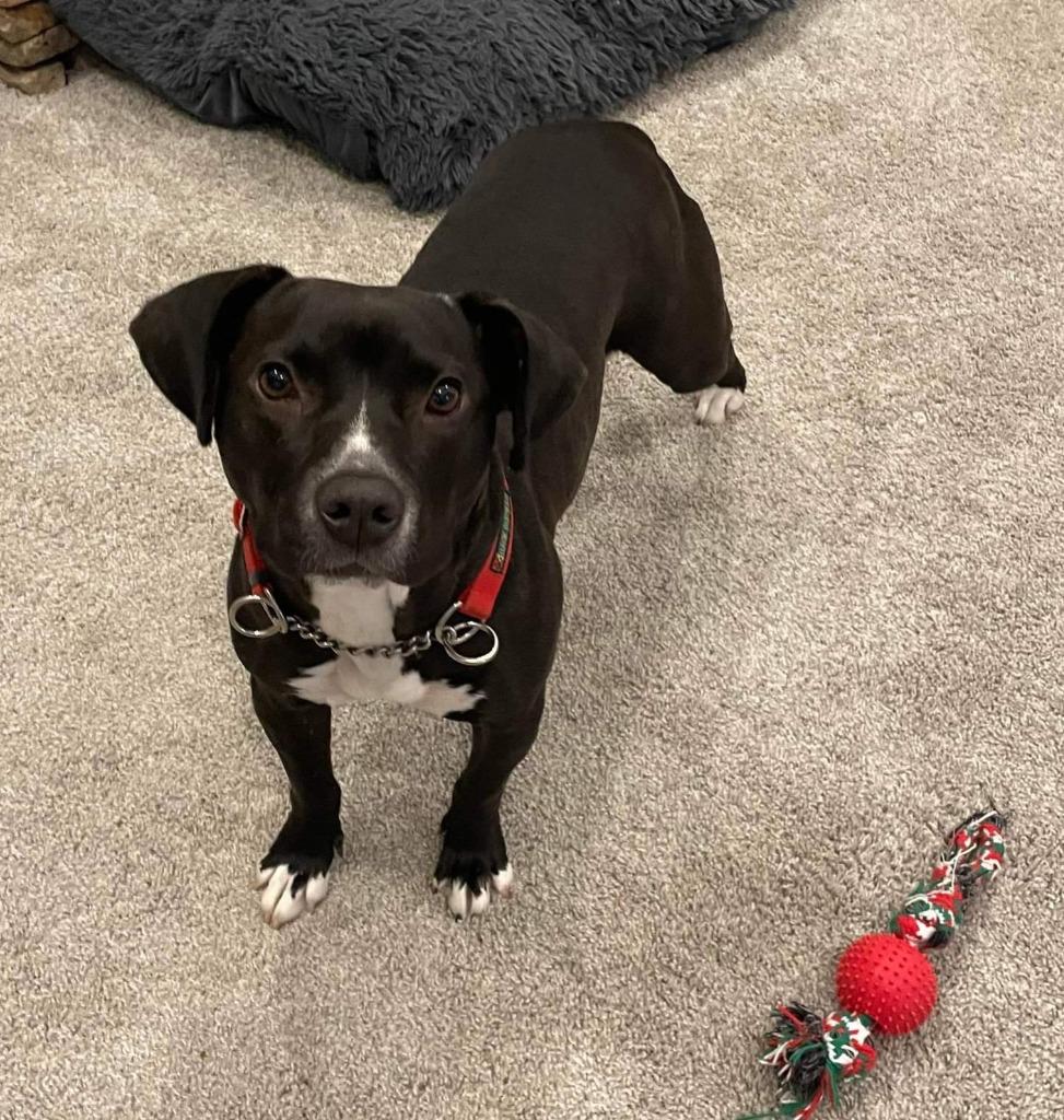 Enlarge Bella, a Adoptable mixed breed in Buford, GA image 5/5