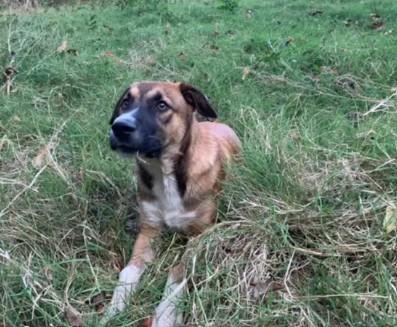 Cruz, a Adopted Mixed Breed in Glenpool, OK image 1/5