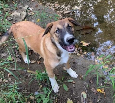 Cruz, a Adopted Mixed Breed in Glenpool, OK image 2/5