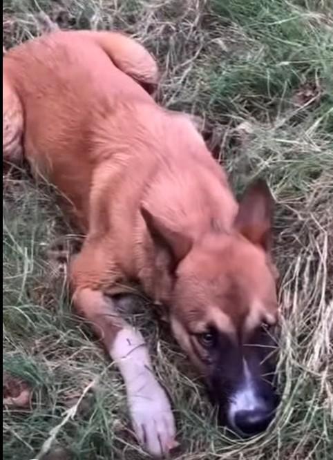 Cruz, a Adopted Mixed Breed in Glenpool, OK image 3/5