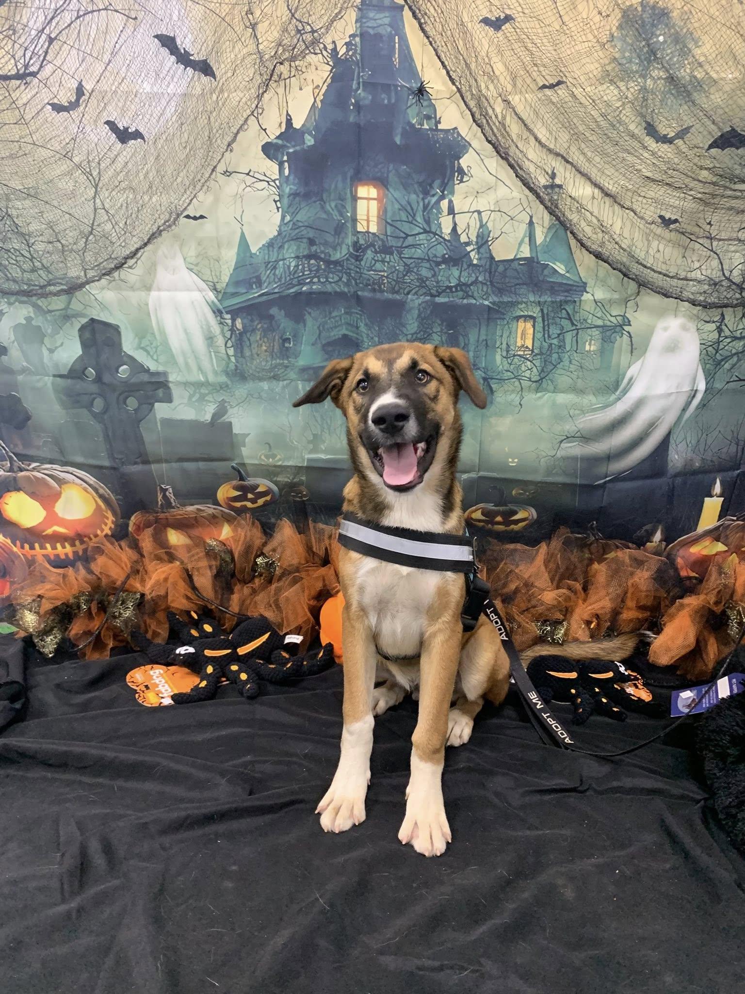 Cruz, a Adopted Mixed Breed in Glenpool, OK image 4/5