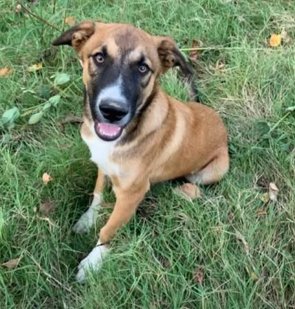 Cruz, a Adopted Mixed Breed in Glenpool, OK image 5/5