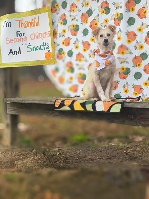 Lupita-Adoptable, Adoptable, Adult Female Shepherd & Mixed Breed.