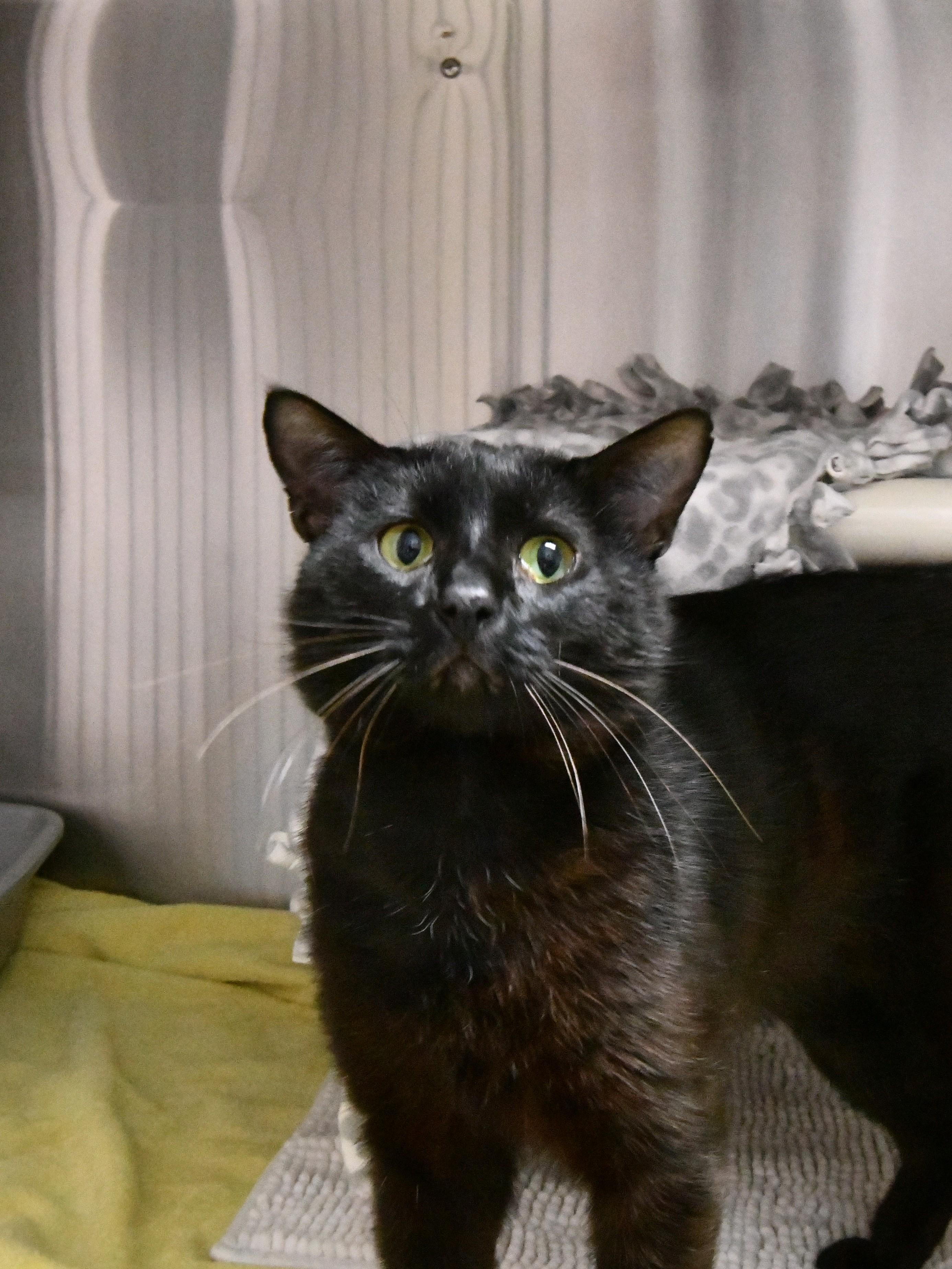 Panther, a ADOPTABLE mixed breed in Fairhope, AL image 2/2