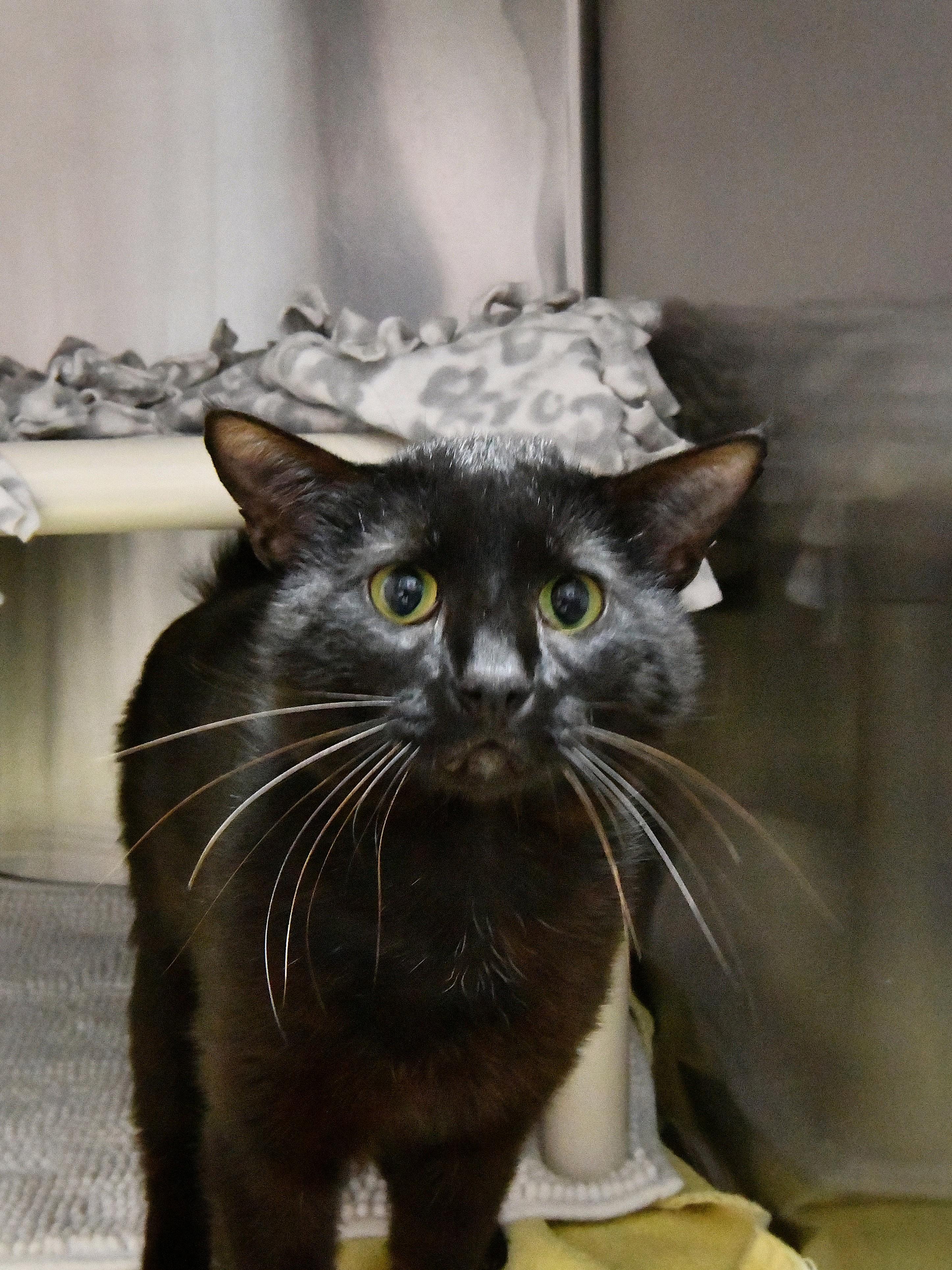 Panther, ADOPTABLE, Adult Male Domestic Short Hair & Oriental Short Hair.