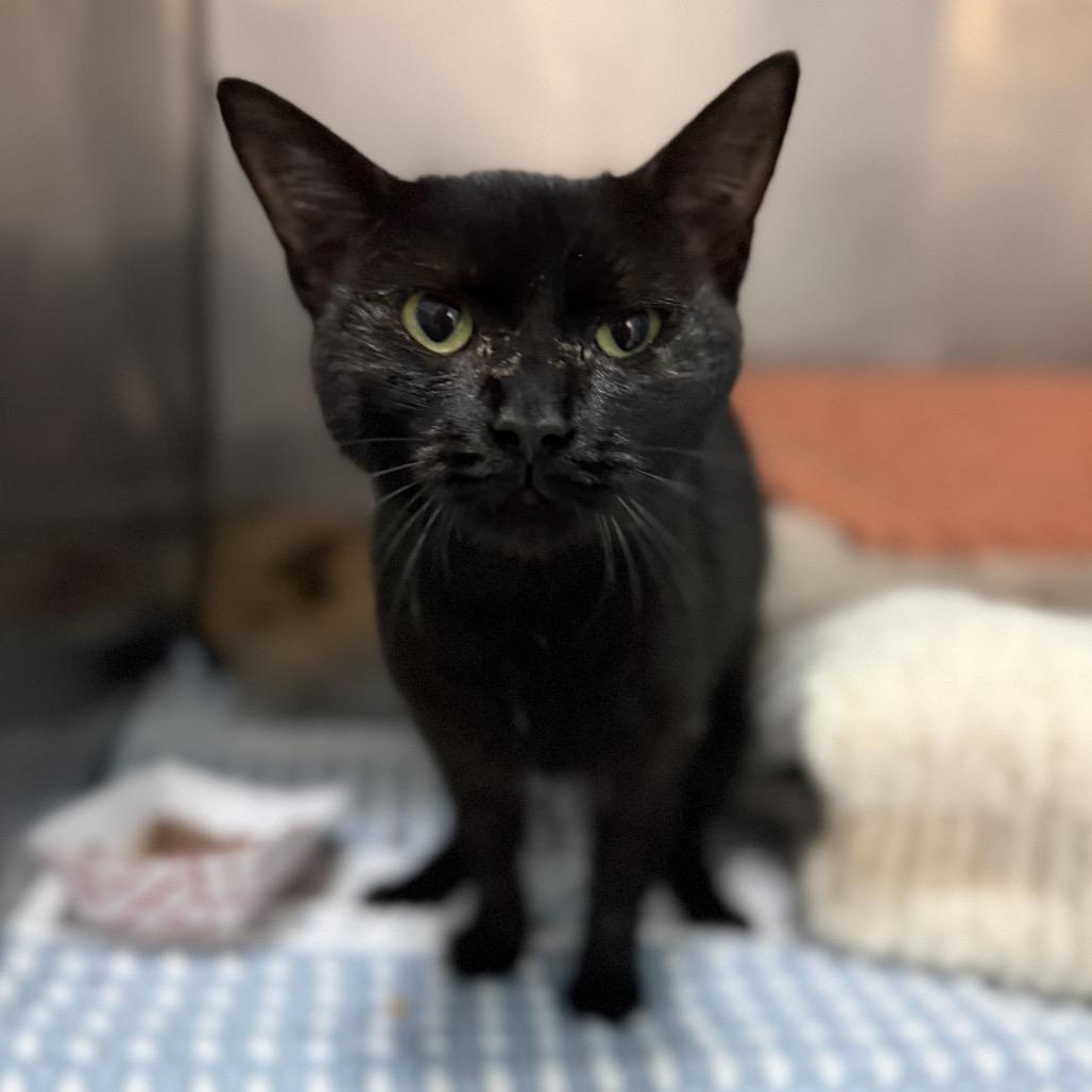 Seashell, Adoptable, Young Female Domestic Short Hair.