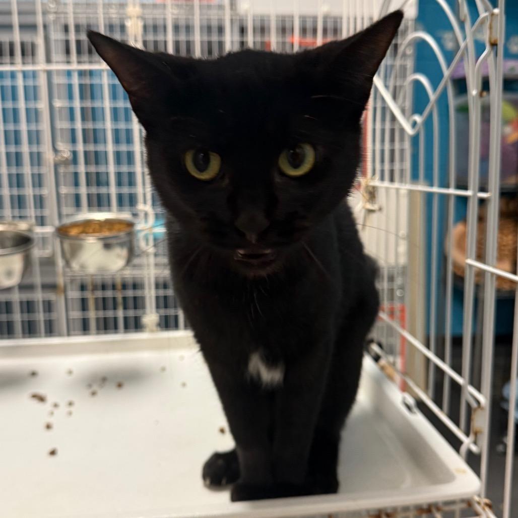 Enlarge Seashell, a Adoptable Domestic Short Hair in Troy, VA image 2/4