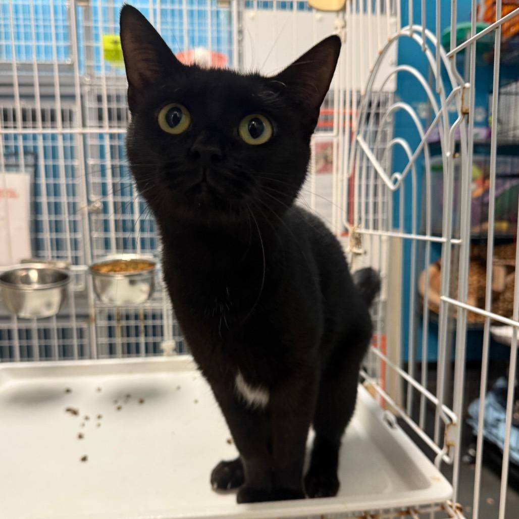 Enlarge Seashell, a Adoptable Domestic Short Hair in Troy, VA image 3/4