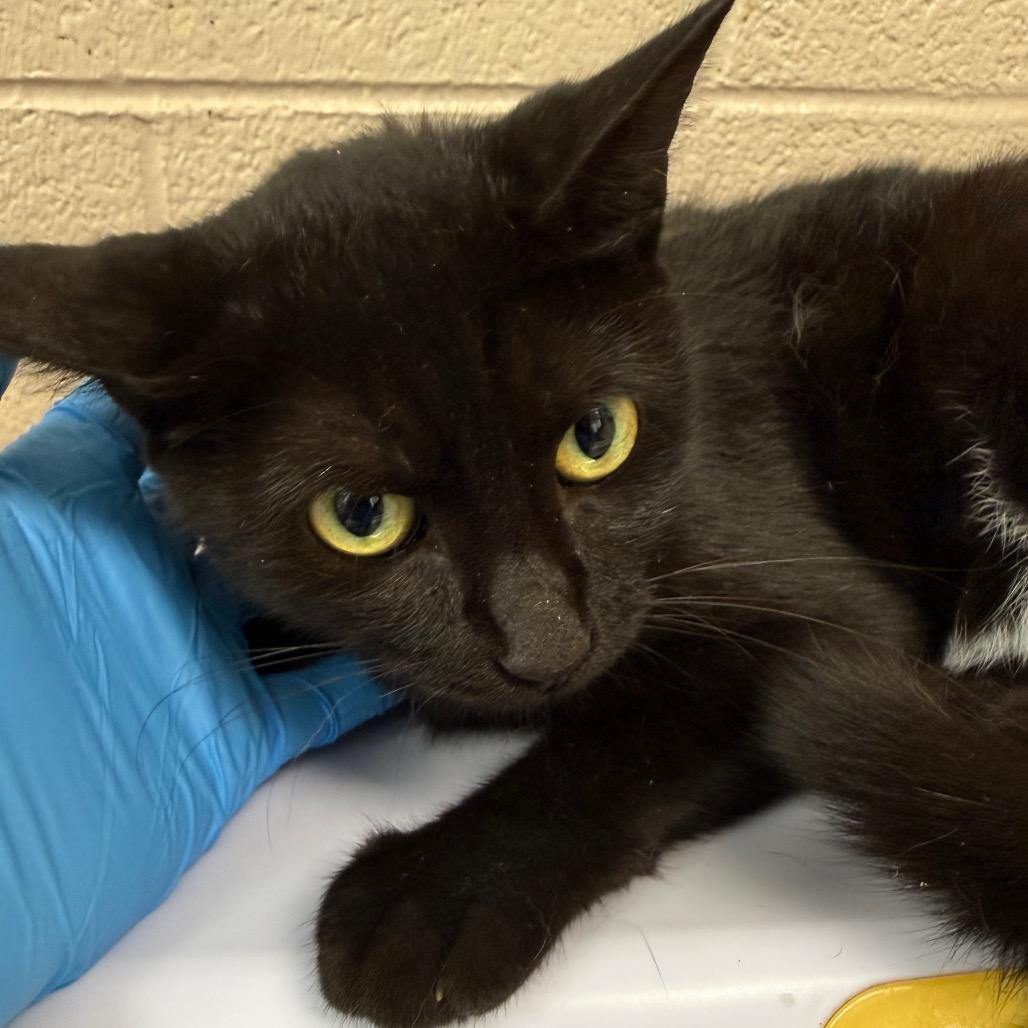 Enlarge Seashell, a Adoptable Domestic Short Hair in Troy, VA image 4/4