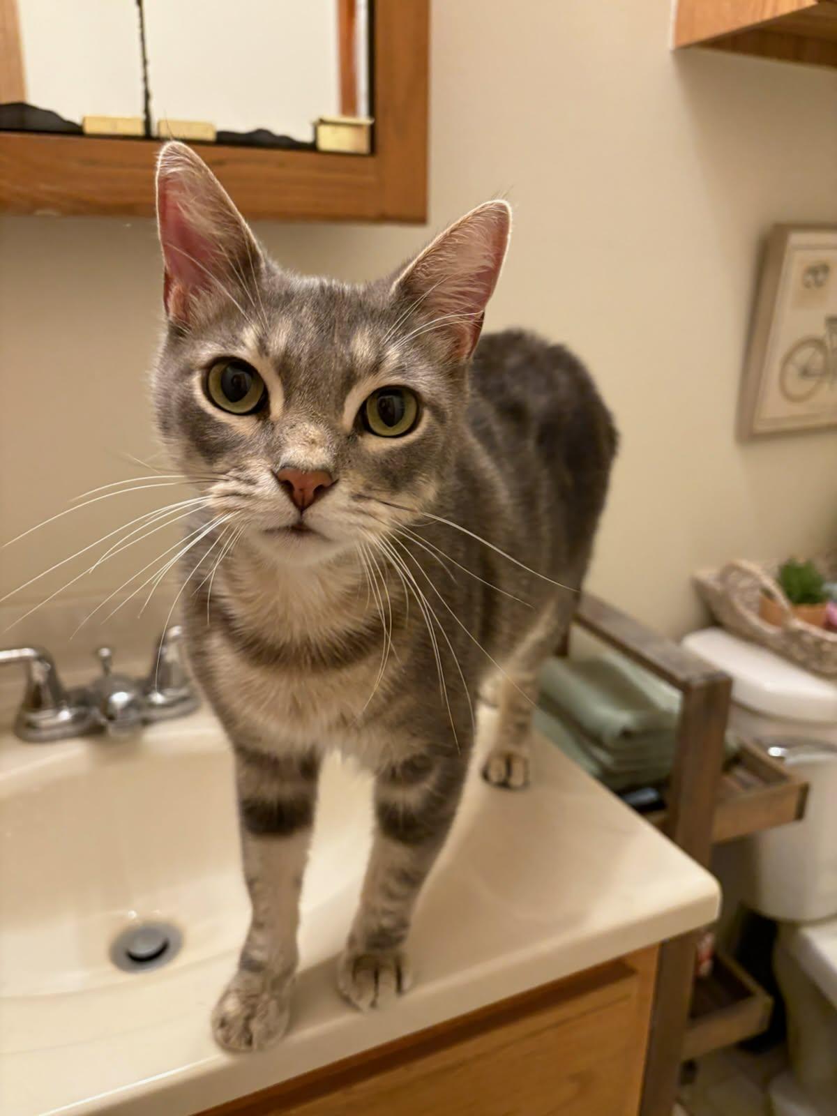 Enlarge Paul, a Adopted Domestic Short Hair in Champaign, IL image 1/3