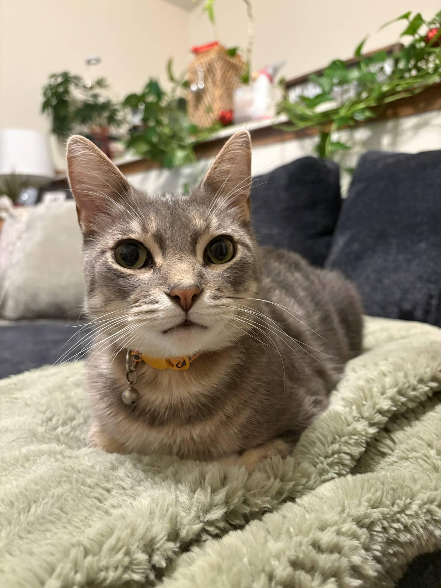 Enlarge Paul, a Adopted Domestic Short Hair in Champaign, IL image 2/3