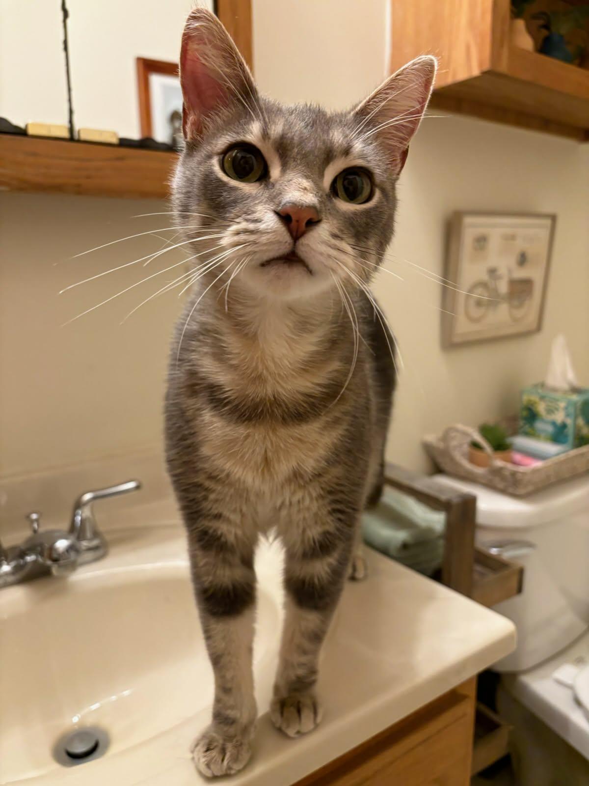 Enlarge Paul, a Adopted Domestic Short Hair in Champaign, IL image 3/3