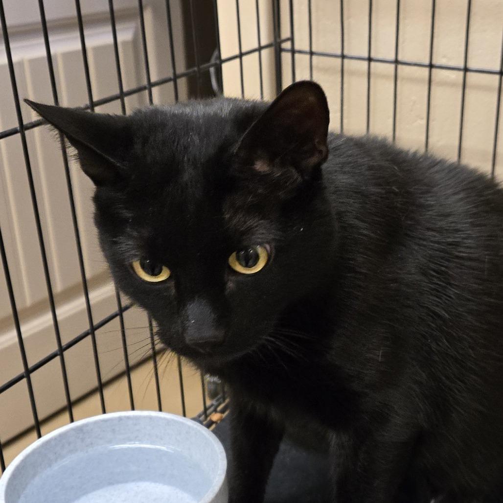 Enlarge Hunter, a Adoptable Domestic Short Hair in Wickenburg, AZ image 1/2