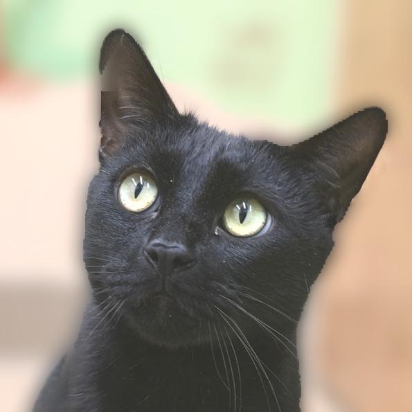 Enlarge Hunter, a Adoptable Domestic Short Hair in Wickenburg, AZ image 2/2