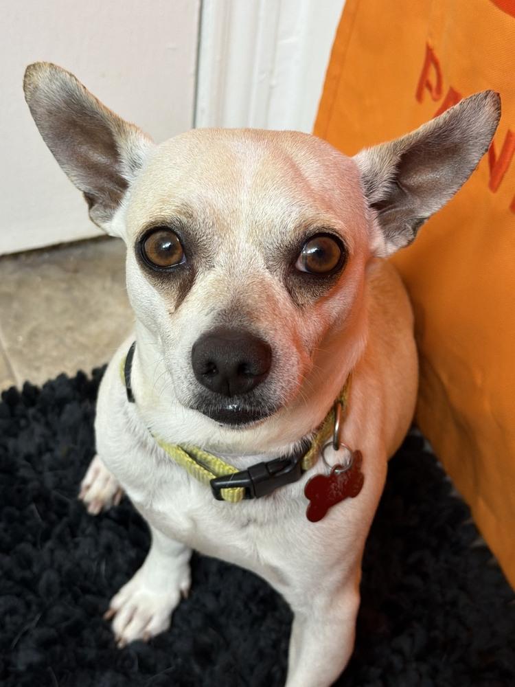 Toby, Adoptable, Adult Male Chihuahua.