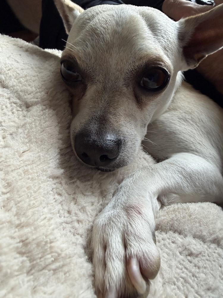 Enlarge Toby, a Adoptable mixed breed in Sedalia, CO image 2/6