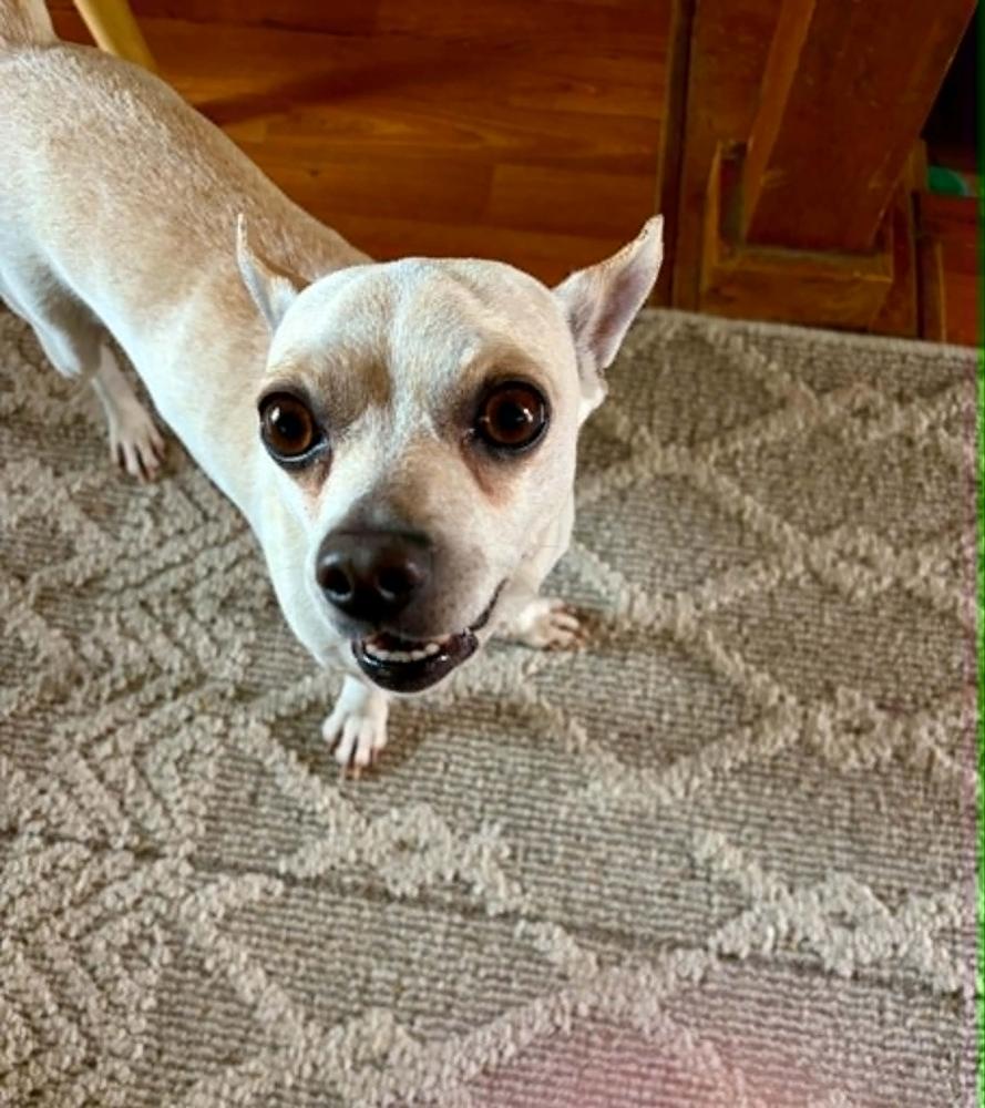 Enlarge Toby, a Adoptable mixed breed in Sedalia, CO image 4/6