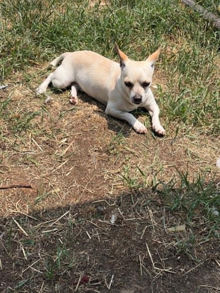 Enlarge Toby, a Adoptable mixed breed in Sedalia, CO image 5/6
