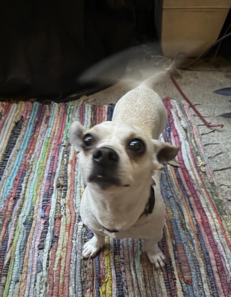 Enlarge Toby, a Adoptable mixed breed in Sedalia, CO image 6/6
