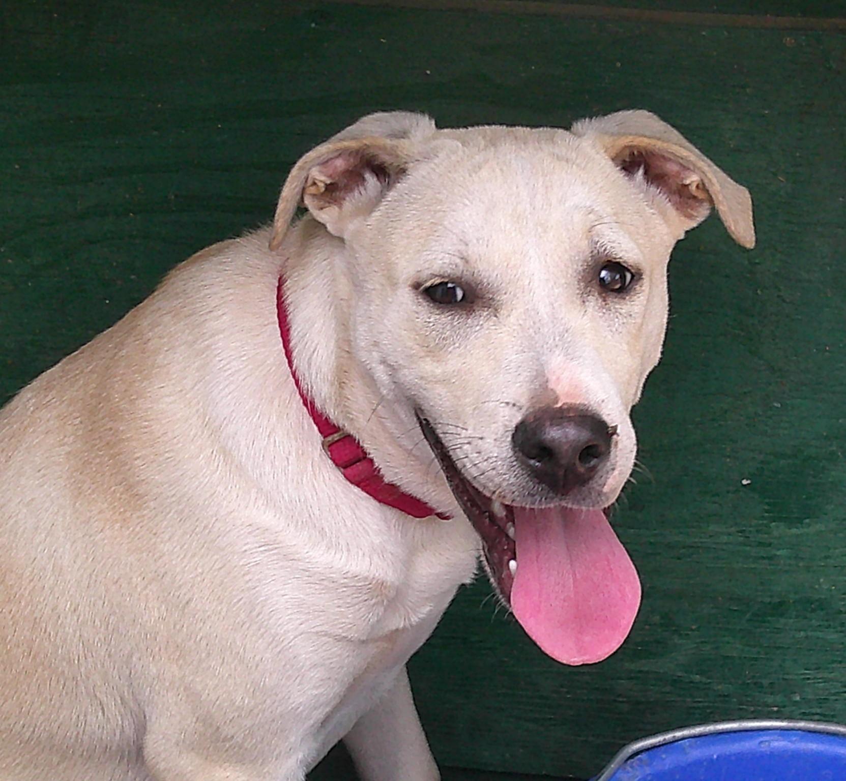 ELLIE, adopted, Puppy Female Labrador Retriever.