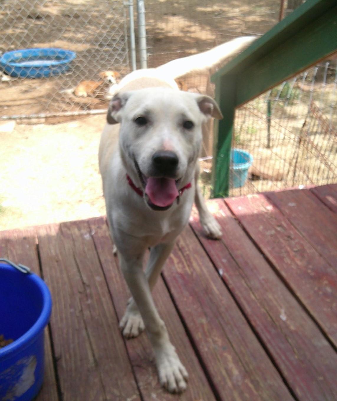 Enlarge ELLIE, an adopted mixed breed in San Antonio, TX image 2/5