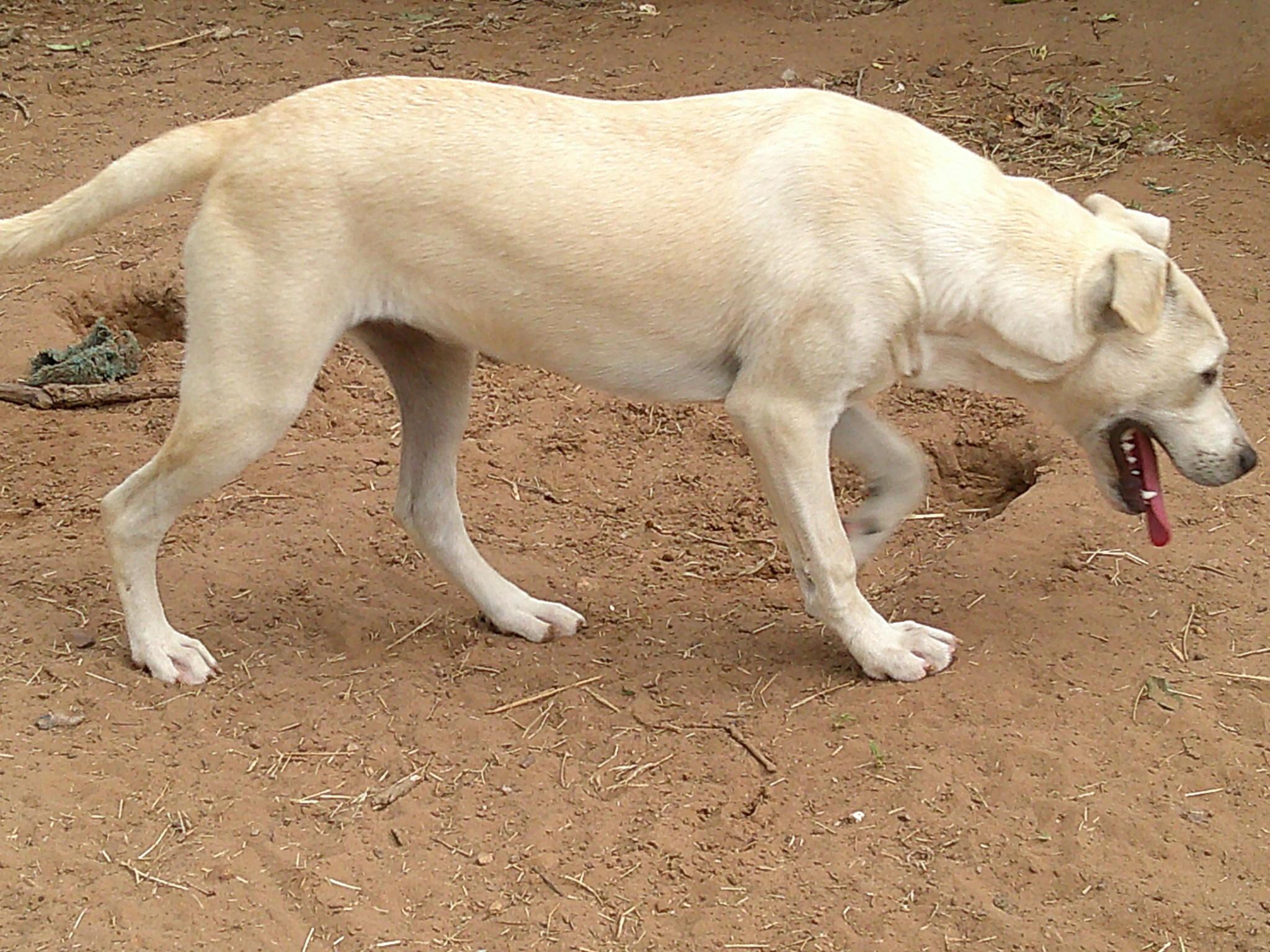 Enlarge ELLIE, an adopted mixed breed in San Antonio, TX image 4/5